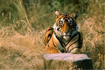 14 Days Golden Triangle with Wildlife Safari & Heritage Rajasthan - How the Private Transfers Actually Help (And Where They Don’t)