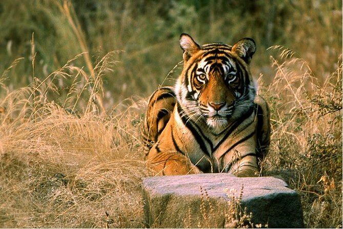 14 Days Golden Triangle with Wildlife Safari & Heritage Rajasthan - How the Private Transfers Actually Help (And Where They Don’t)