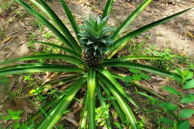 A private half day spice farm with a cooking lesson - The Cooking Lesson Part: From Farm Knowledge to Zanzibar Flavors