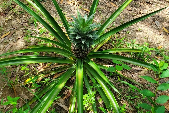 A private half day spice farm with a cooking lesson - The Cooking Lesson Part: From Farm Knowledge to Zanzibar Flavors