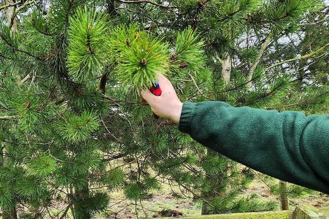 Adult Foraging Walk & Bushcraft Cookery Course for Beginners - The forage walk: how ethical picking stays at the center