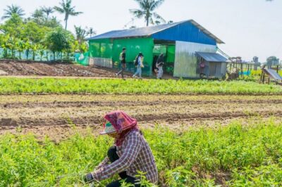 Afternoon Cooking Class & Village Tour in Siem Reap - The village tour: rice paddies, temples, farms, and rice wine
