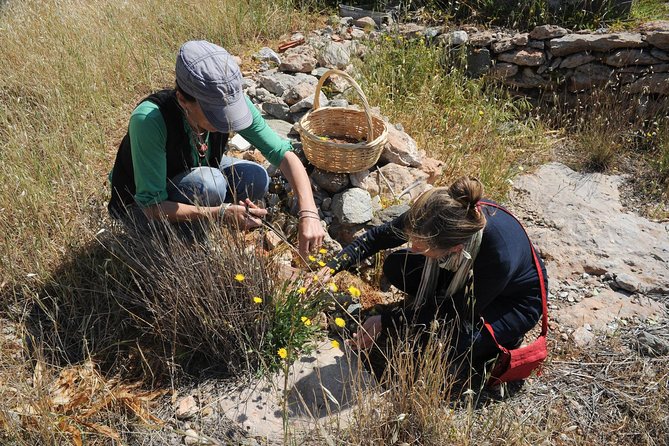 Authentic Greek Cooking & Foraging Experience in Syros with Maria - Why the Vegetarian-Forward Menu Feels So Right in Syros