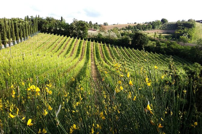 Authentic Tuscan Cooking Class & Winery Tour in San Gimignano - Price and value check: $192.28 for 3 hours in Tuscany