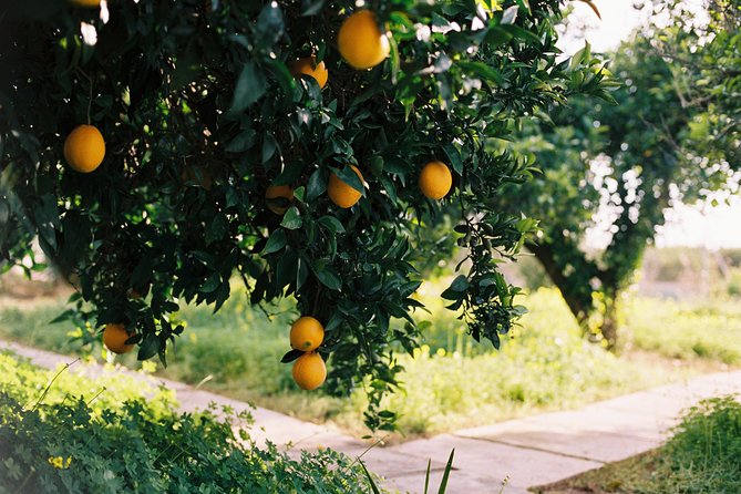 Authentic Valencian Paella Cooking Class - From Valencia Pickup to the Orange-Grove Farmhouse