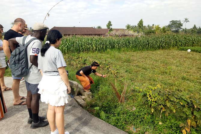 Bali Cooking Class and Ubud Sightseeing Tour - Price and logistics: does $46.80 per person feel fair?