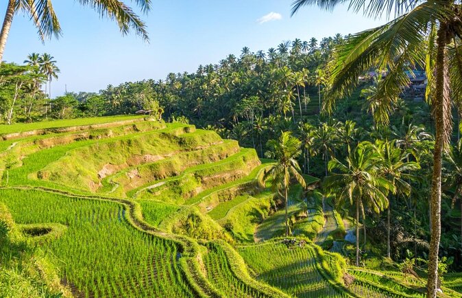 Bali Cooking Class Experience with All Inclusive - Key highlights at a glance