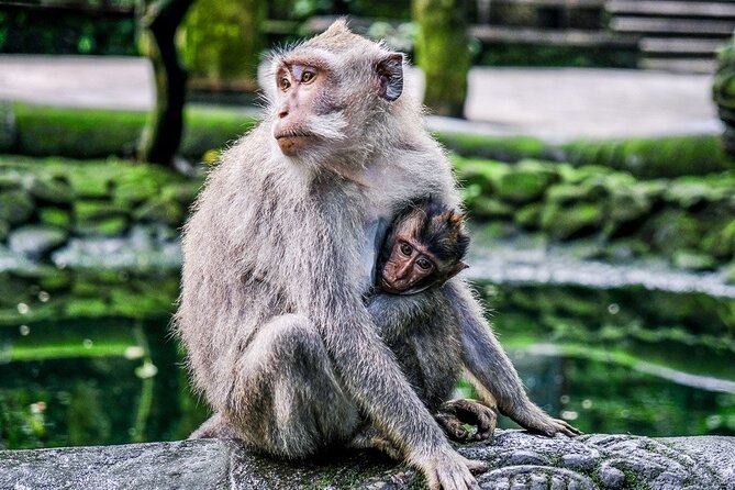 Balinase Cooking Class and Private Ubud Day Tour - How the Kuta-to-Ubud Private Day Tour Really Feels