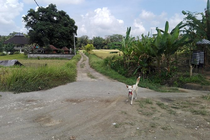 Balinese Cooking Class at Organic Farm - Quick hits before you go