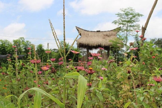 Balinese Cooking Class at Organic Farm - Welcome drinks, herbal sips, and a real coffee/tea break