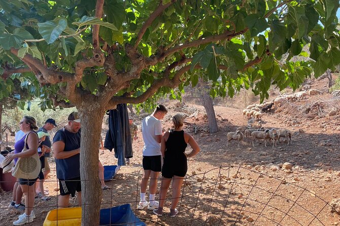 Chania Area: Cooking Class at a Farm in Stylos Village (organic) - Sheep, threshing floor, olives, and vineyard lessons