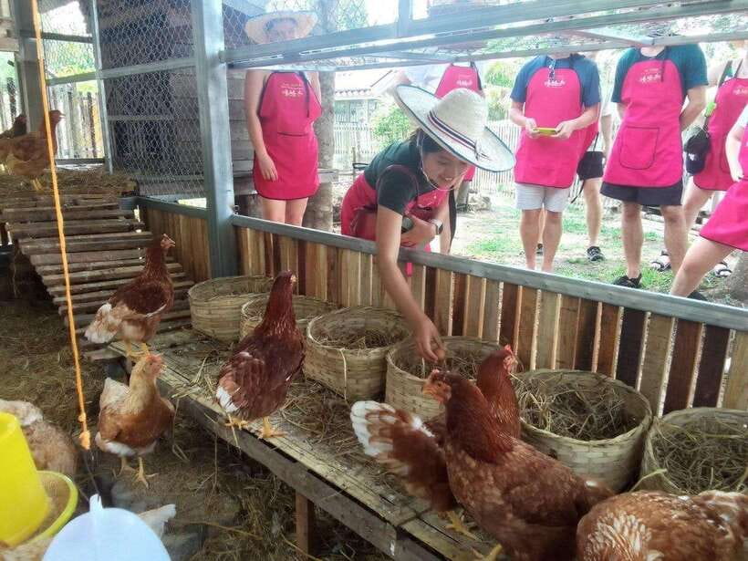 Chiang Mai: Half Day Cooking Class at Organic Farm - Market Stop: learning Thai flavors before the stove