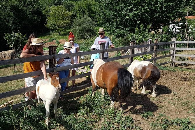 Cook like a local Greek Cooking lesson in Mt Pelion Greece - The farm walk that makes the meal feel real