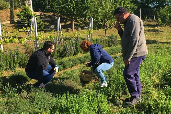 Cook like a local Greek Cooking lesson in Mt Pelion Greece - While your pie bakes: zucchini balls and tzatziki