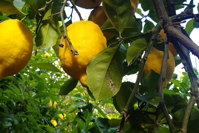 Cooking class in Capri for small groups - The Cooking Phase: Cooking Your Own Recipes (Not Just Watching)