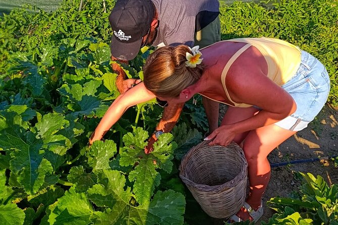 Cooking Class Sunset Dinner and Tour in Paros Farm - Paros cooking class on a working farm, close to Parikia