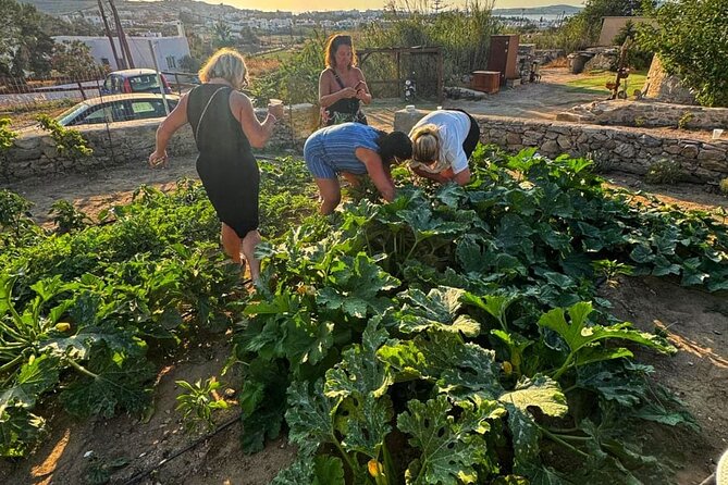 Cooking Class Sunset Dinner and Tour in Paros Farm - Sunset dinner with Parian wine and Greek music