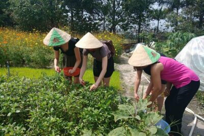 Farm-To-Table Healthy Cooking Class in Ho Chi Minh City - Farm tour walkthrough: cows, buffalo, herbs, spices, and practical nutrition