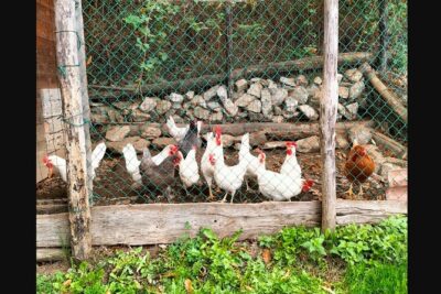 Farm Tour & Cooking Class: Discover the Flavors of Lake Como - The farm tour: cheese, honey, and regional tasting basics