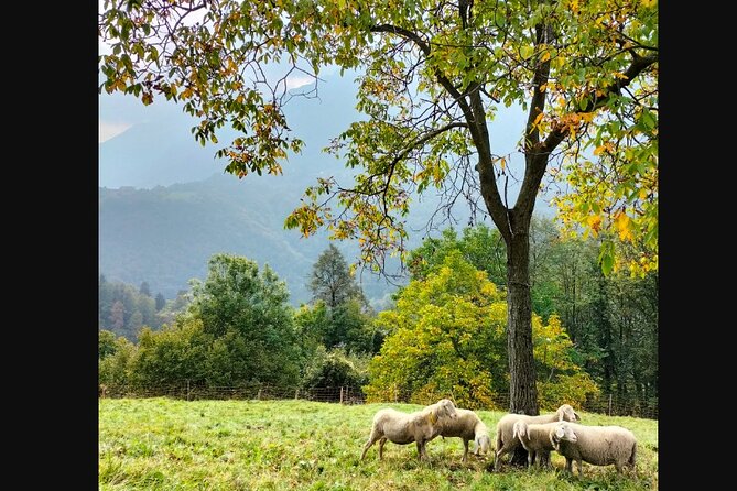 Farm Tour & Cooking Class: Discover the Flavors of Lake Como - Who this farm tour and cooking class is best for