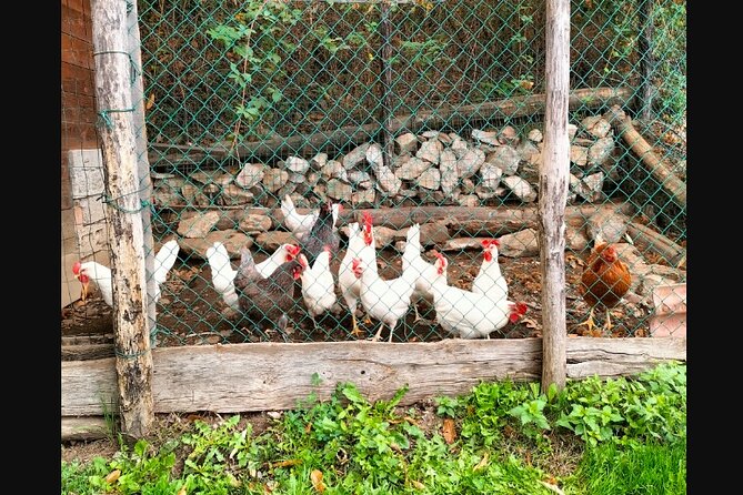 Farm Tour & Cooking Class: Discover the Flavors of Lake Como - The farm tour: cheese, honey, and regional tasting basics