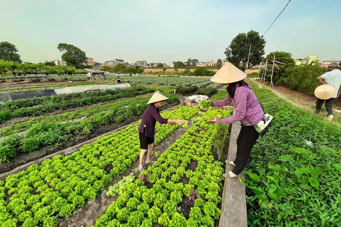 Farm tour & Home cooking class with local family in Hanoi - Price and value: what $38 really buys you here