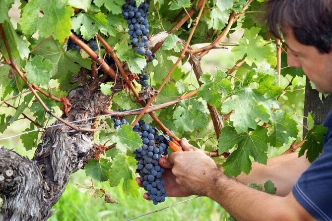 Food & Wine Tour: 11- Course Lunch, Cooking Class, Wine Tasting - Group size, guide energy, and the small details that change the day