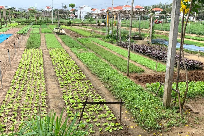 Full Experience Tour: Cooking Class & Basket Boat at Eco-Village - Key takeaways before you go