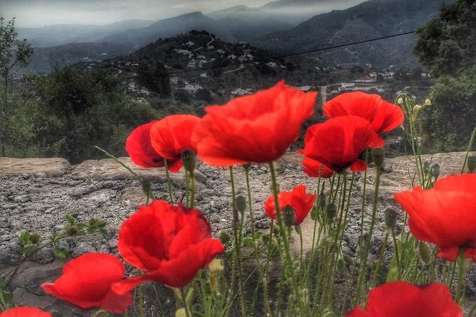 Gourmet Cooking Class & Culture in the rural Montes de Malaga. - Getting there: Solano, La Rosilla, and the Colmenar connection