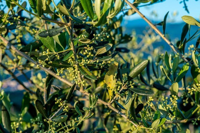 Hands-On Pasta Cooking Class in Florence with optional Pizza - What You Get at the Table: Tuscan Wine and Dessert You Can Repeat