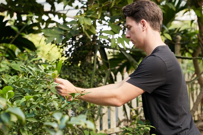 Hanoi Cooking Class in a Haven of Tranquility - Thom culinary - Thơm Culinary’s herb and fruit garden: where the lesson clicks