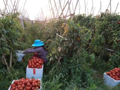 Hanoi Farm Tour and Cooking Class with Local Family - From Bitter Melon Fields to Orange and Pomelo Trees