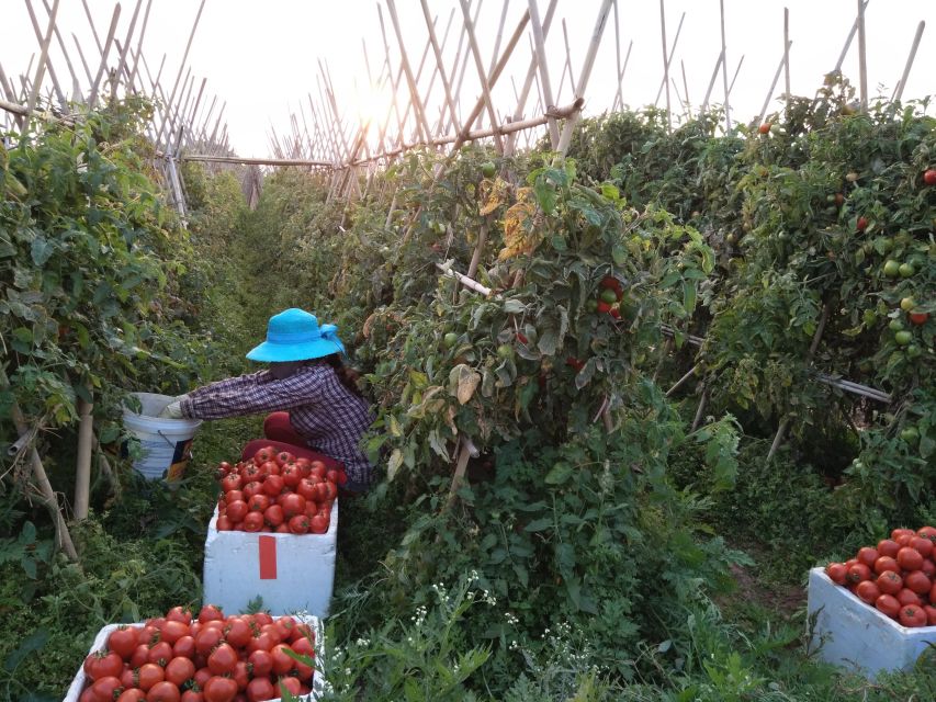 Hanoi Farm Tour and Cooking Class with Local Family - From Bitter Melon Fields to Orange and Pomelo Trees