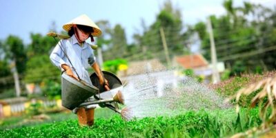 Hoi An: Evening Cooking Class with Locals in Herbs Village - Timing that actually works: 10:00, 15:00, or 18:00