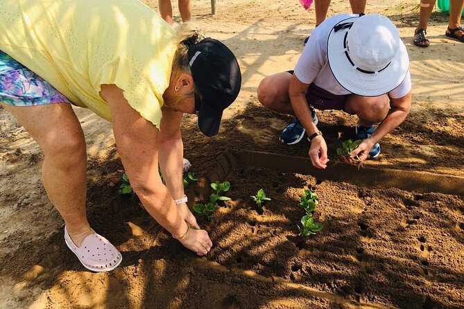Hoi An Local Market and Vegetable Village Cooking Class - Tra Que Vegetable Village: the herb and veggie “why” before the cooking