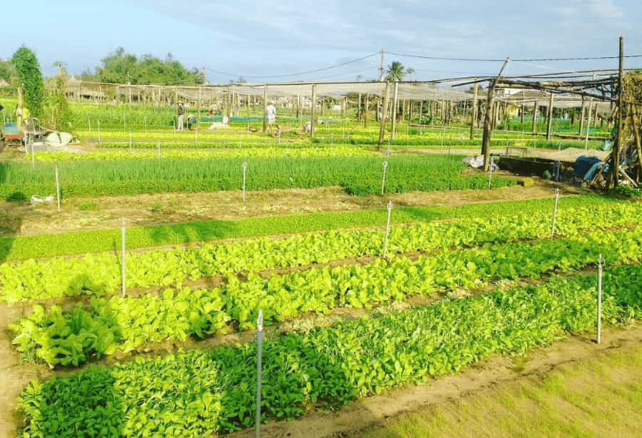 Hoi An: Tra Que Herb Village Cooking Class - Chef-led practice: pace, patience, and real explanations