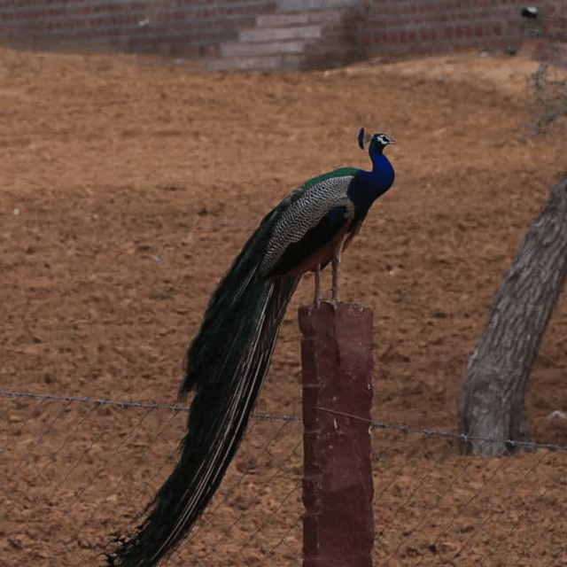 Jodhpur Desert Camel Safari With Cooking Class With Sumer - Village life in the desert region: what that 500-year-old setting adds