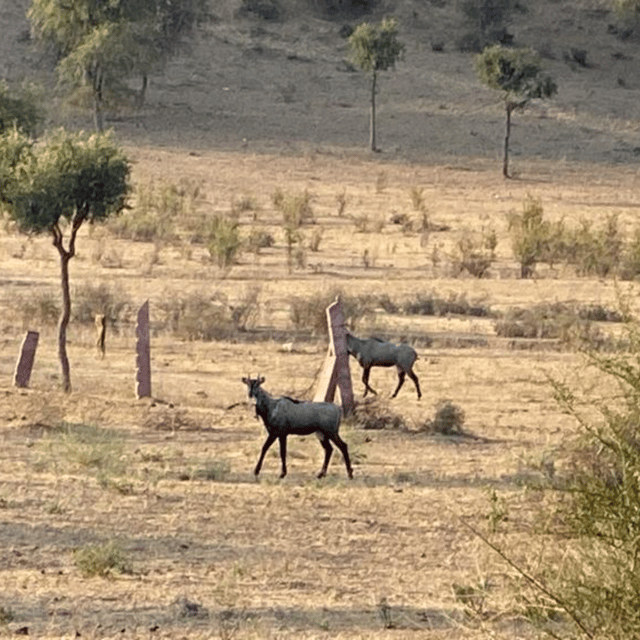 Jodhpur Desert Camel Safari With Cooking Class With Sumer - Cooking class with Sumer’s mother: the Marwari vegetarian meal you actually learn