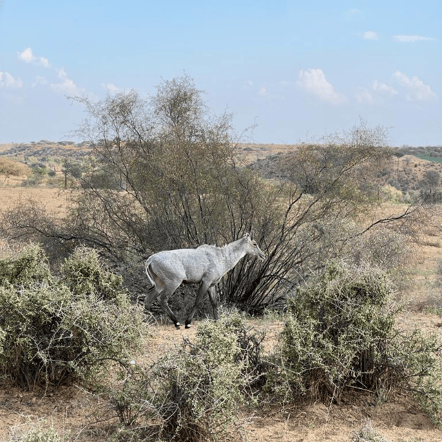Jodhpur Desert Camel Safari With Cooking Class With Sumer - Wildlife, birds, and the quiet that comes with leaving Jodhpur’s rush