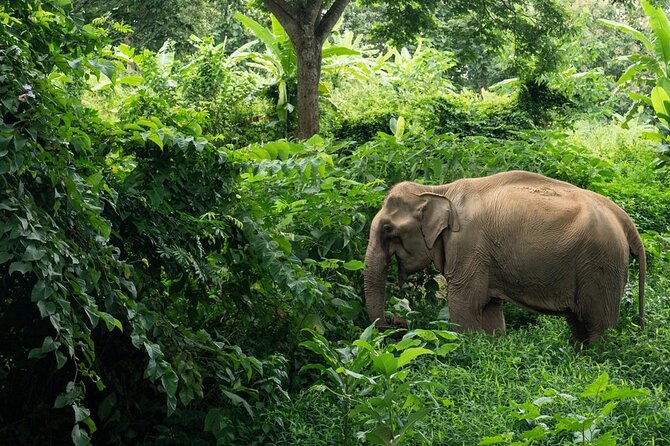Khaolak Elephant Sanctuary, Cooking Class and Waterfall Tour - Key things I’d circle in your planning