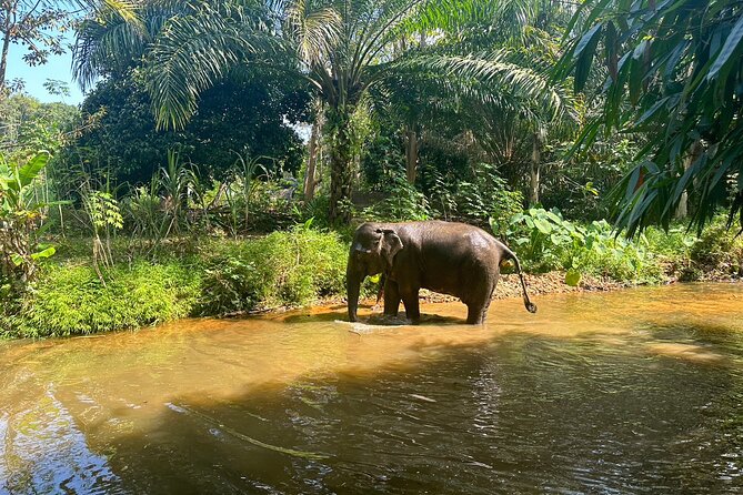 Khaolak Elephant Sanctuary, Cooking Class and Waterfall Tour - 10:30 local market stop: buying food and seeing daily life