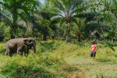 Khaolak Elephant Sanctuary, Cooking Class and Waterfall Tour - Meeting elephants up close: learning temperament and earning trust