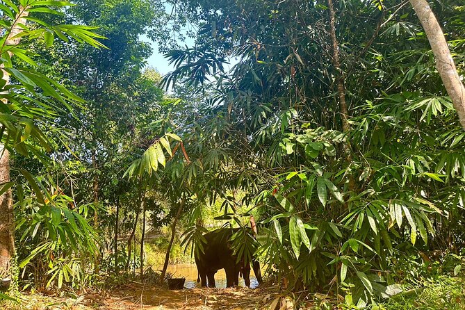 Khaolak Elephant Sanctuary, Cooking Class and Waterfall Tour - Lunch at 12:30: refuel after a focused morning