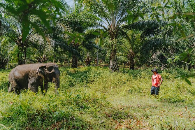 Khaolak Elephant Sanctuary, Cooking Class and Waterfall Tour - Meeting elephants up close: learning temperament and earning trust