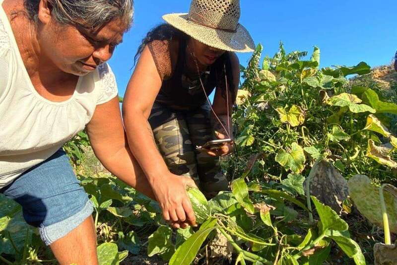 Los Cabos: Azteca Cactus Taco Farm to Table Cooking Class - A 4.5-hour Cabo cooking class built around nopal cactus tacos