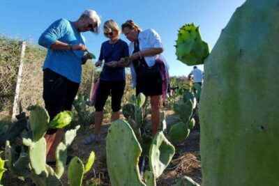 Los Cabos: Azteca Cactus Taco Farm to Table Cooking Class - Pickup north of Cabo San Lucas: farm life, goats, and a real change of pace