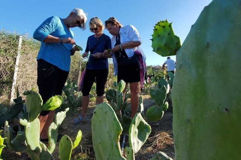 Los Cabos: Azteca Cactus Taco Farm to Table Cooking Class - Should you book Los Cabos Azteca Cactus Taco Farm to Table?