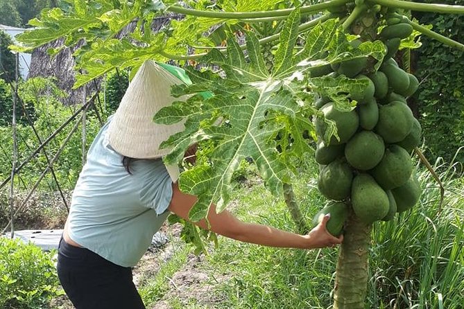 Market to Farm to Table Cooking Class in saigon - The Farm Welcome: Organic Growing and Nutrition From Plants