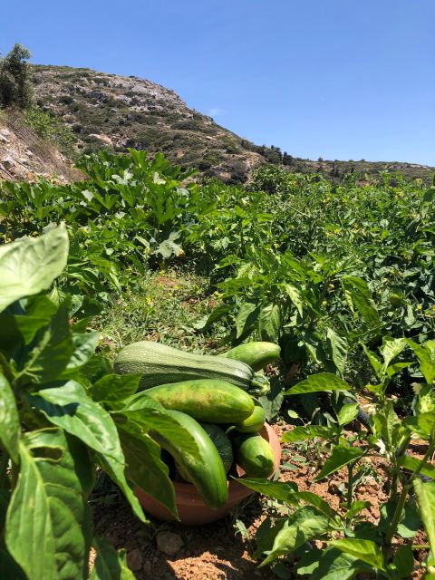 Melanes: Naxos Perivoli Farm & Cooking Class with Wood Fire - Potato Fields, Seasonal Fruit, and Vineyard Strolls