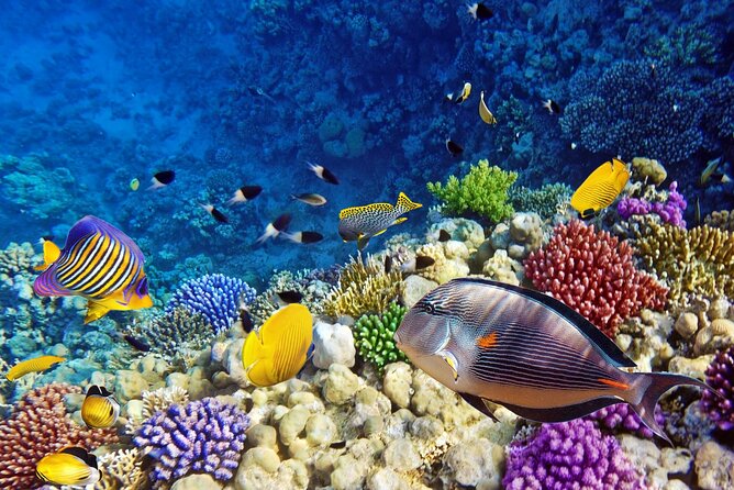 Mnemba Dolphin Tour, Clear Kayak, Cooking Class, Horse Riding - How this tour actually feels: a full day, but not a checklist